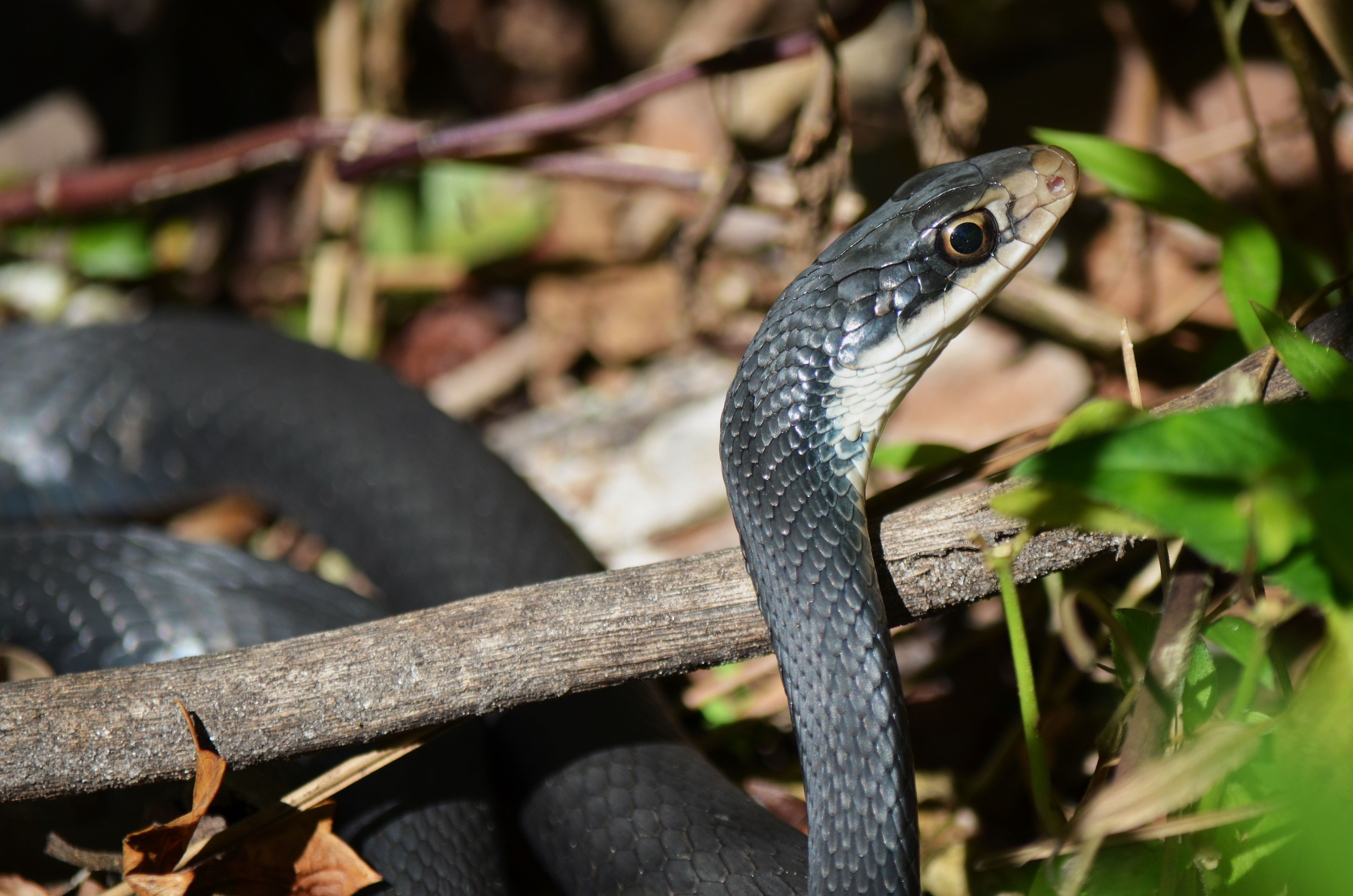 North American black racer (Coluber constrictor)