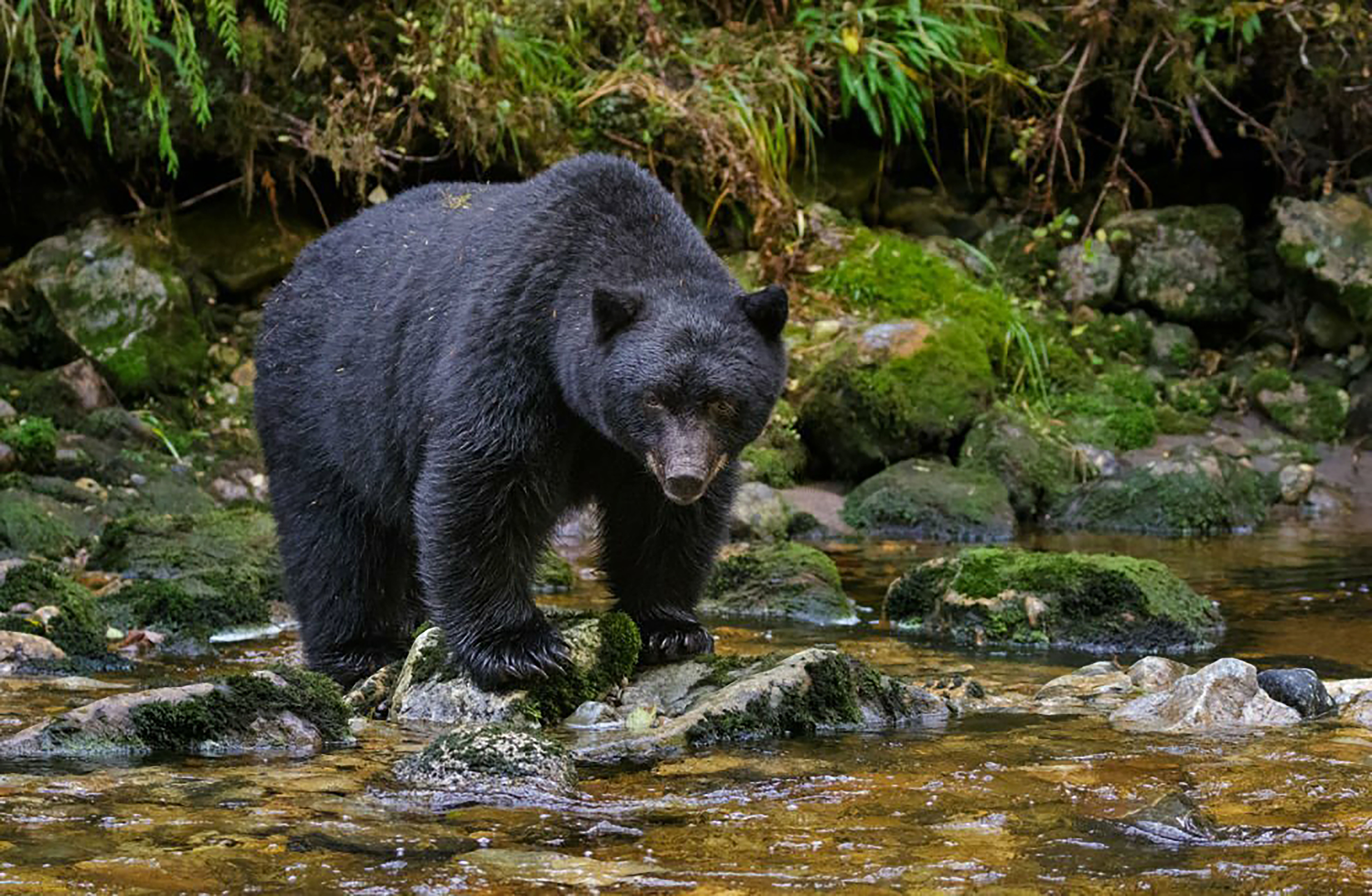 American black bear (Ursus americanus)