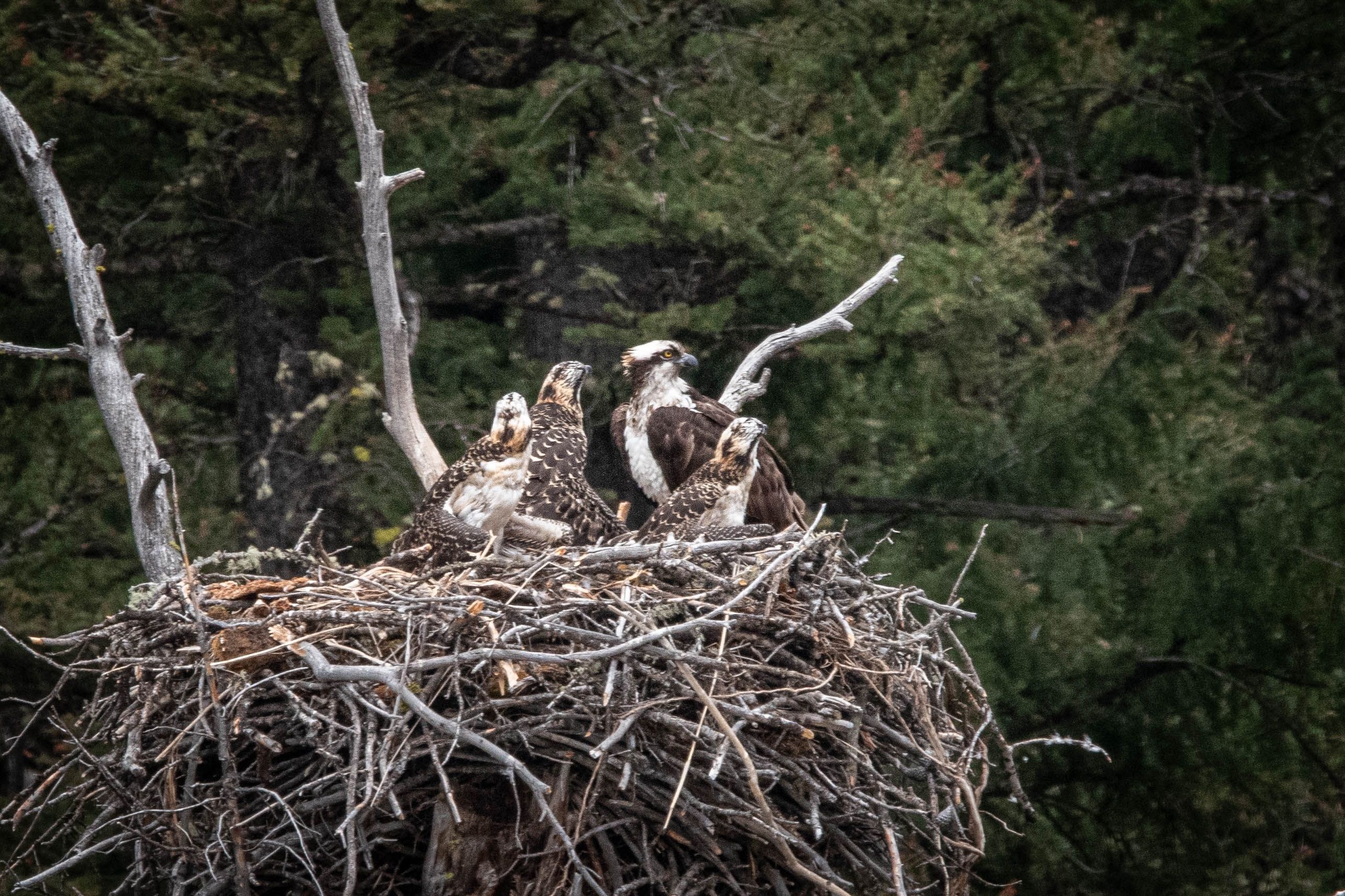 Osprey chicks and parent in nest