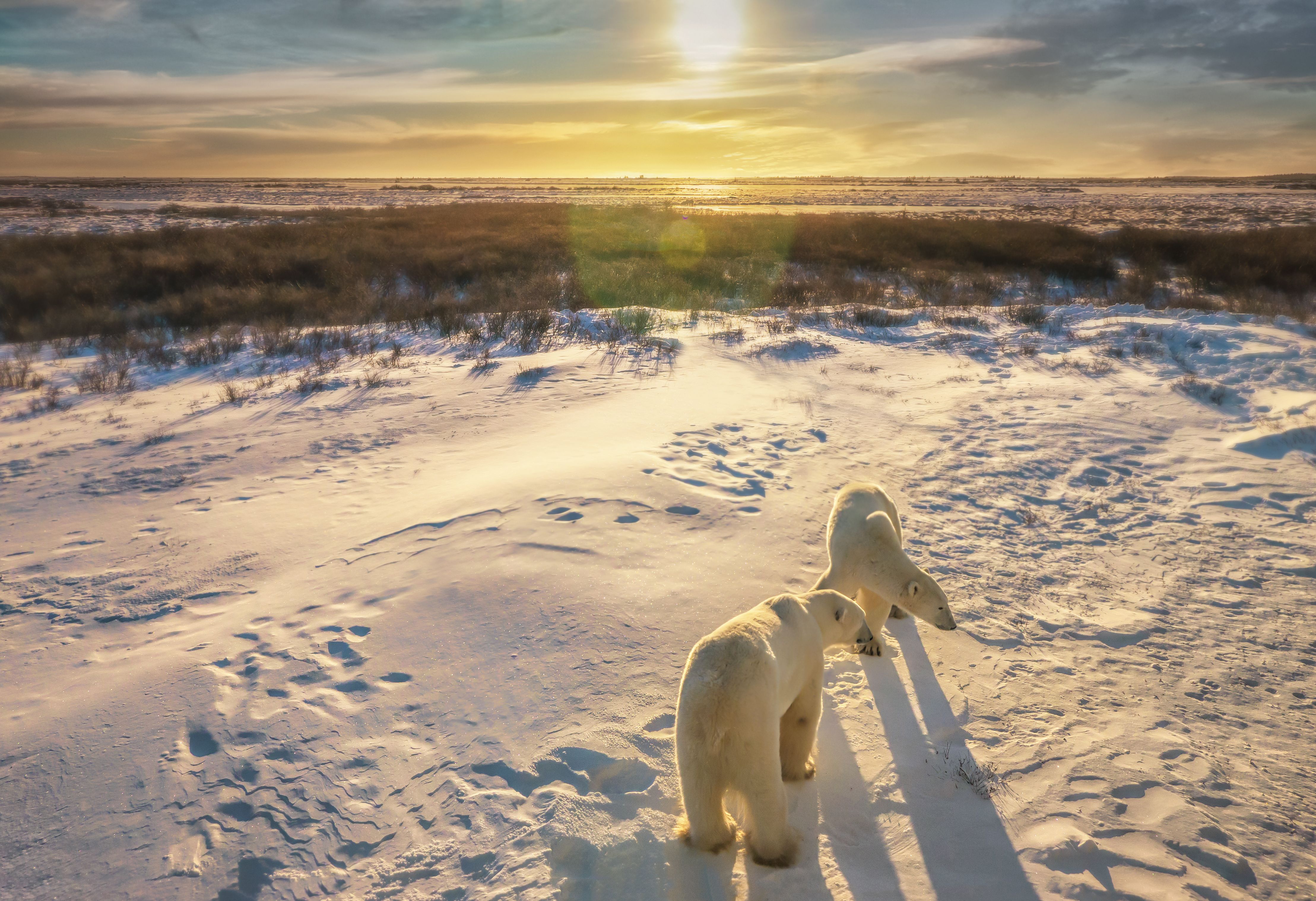 Two polar bears in the snow at sunrise