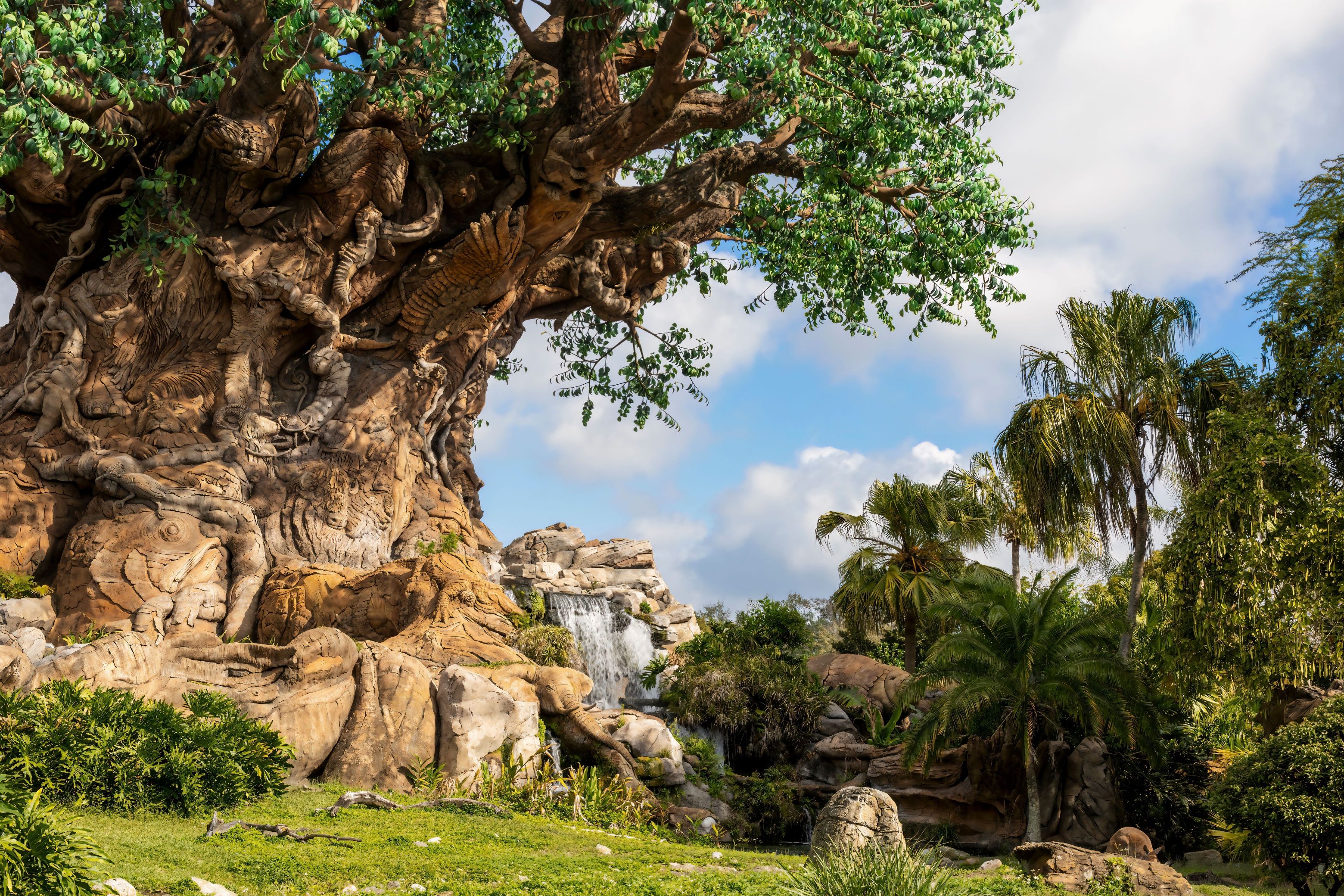 The tree of life is a synthetic tree, carved by the image of various animals, which acts as a center in the Disney animal kingdom in Orlando, Florida