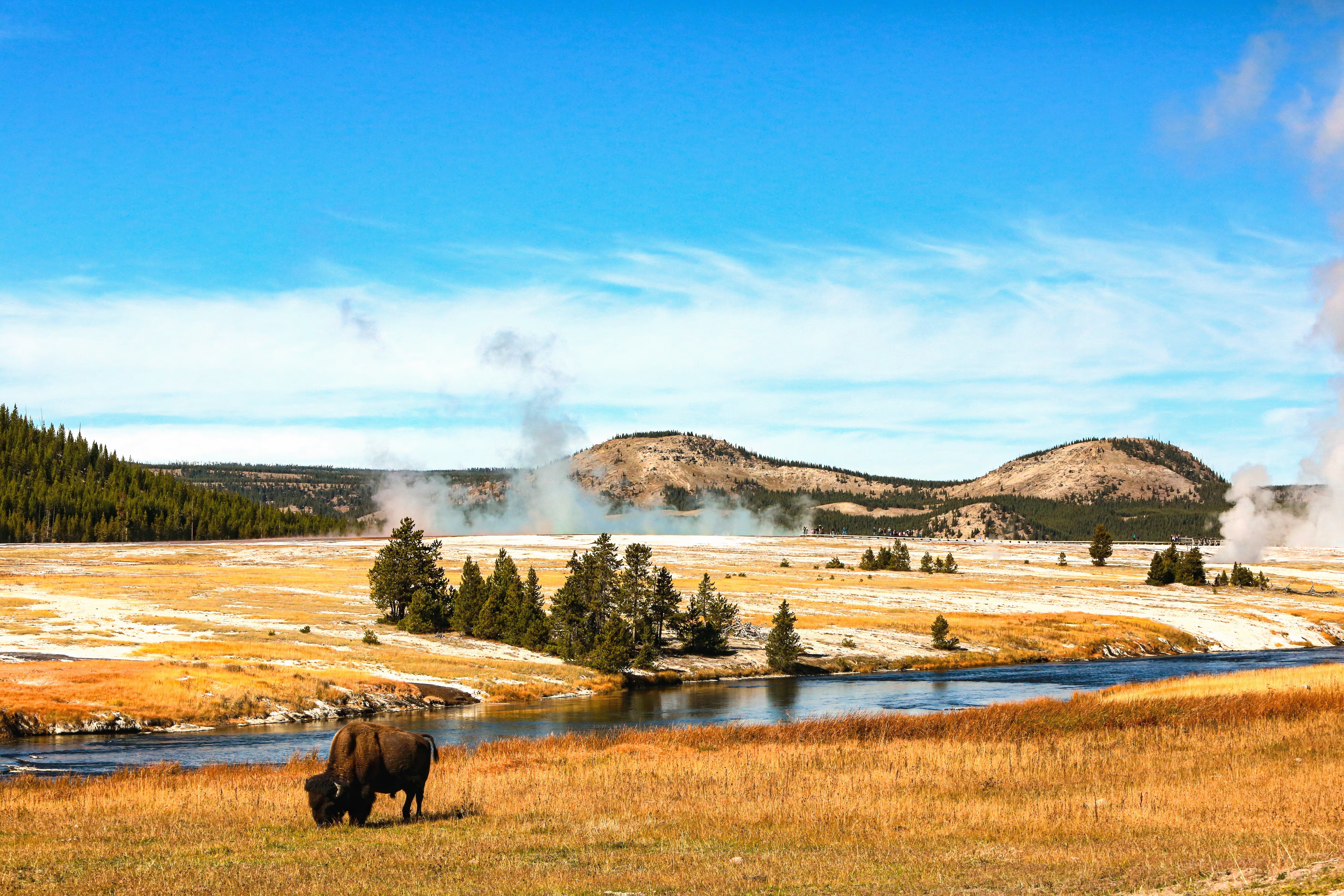 Yellowstone National Park, United States, Bison, Buffalo, Steam, Old Loyalty, Yellowstone River