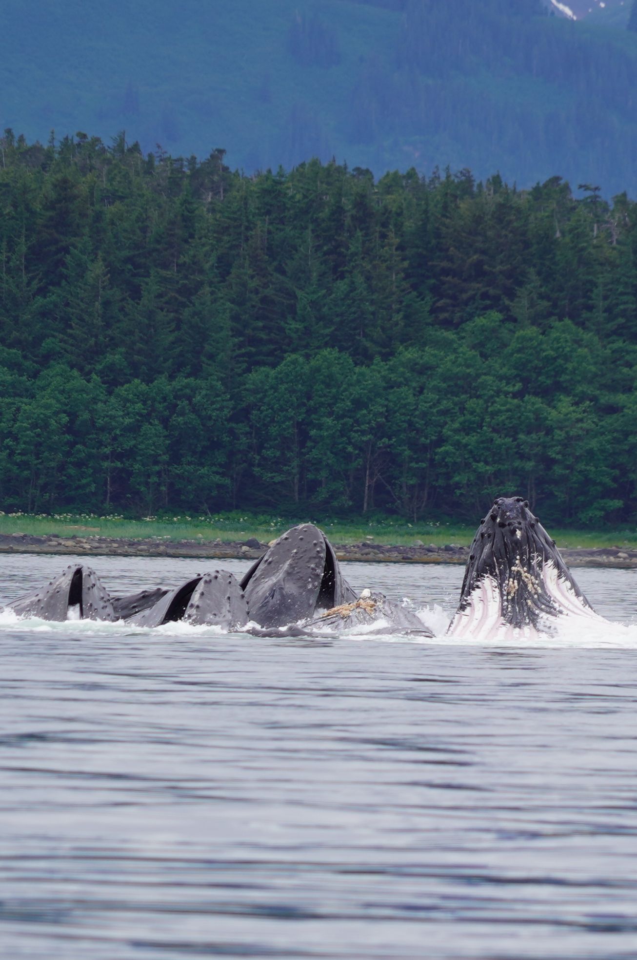 Watching a pod of whales bubble net feeding 