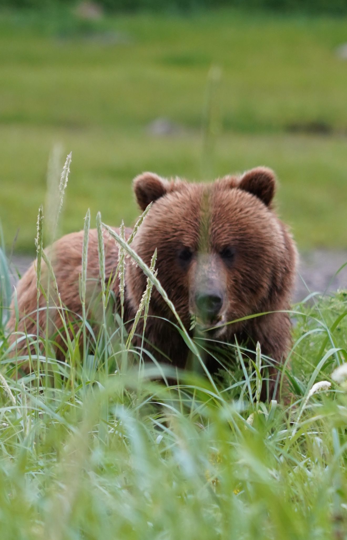 Coastal brown bear in Juneau, Alaska