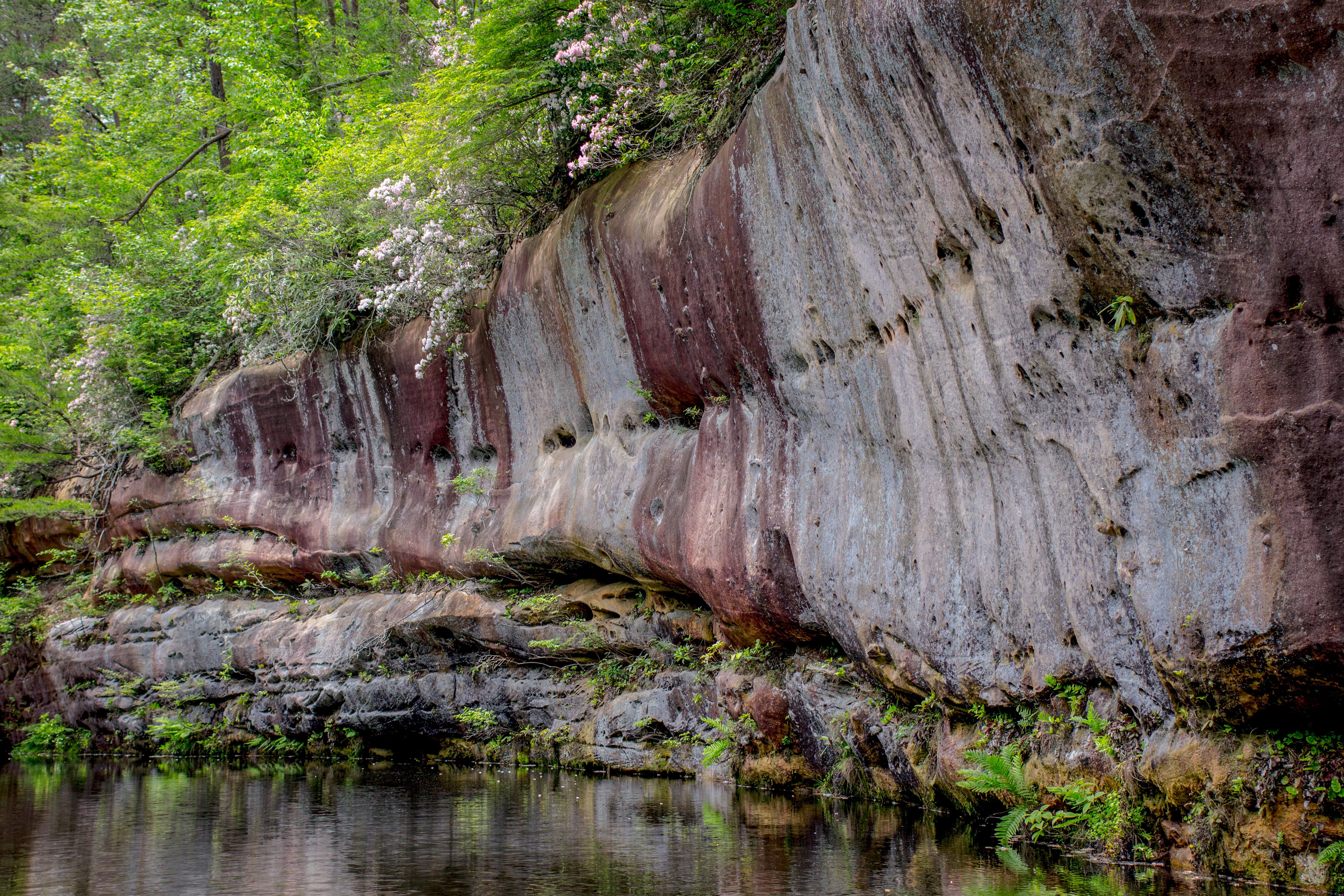 Sandstone cliff with wildflowers and mountain laurel on the edge of Arch Lake in Pickett CCC Memorial State Park in Jamestown Tennessee