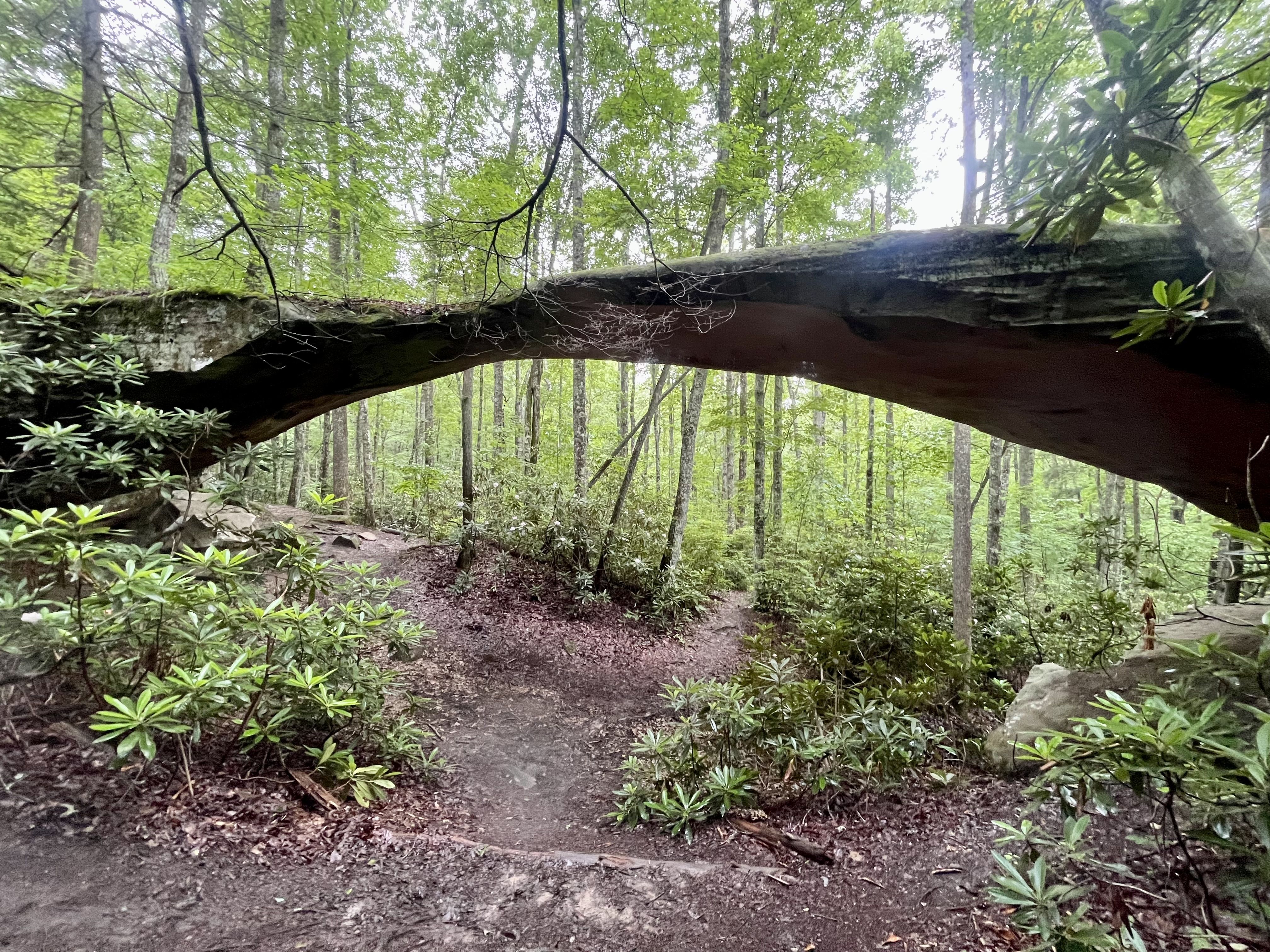 The natural bridge by the entrance of Pickett CCC Memorial State Park, Tennessee