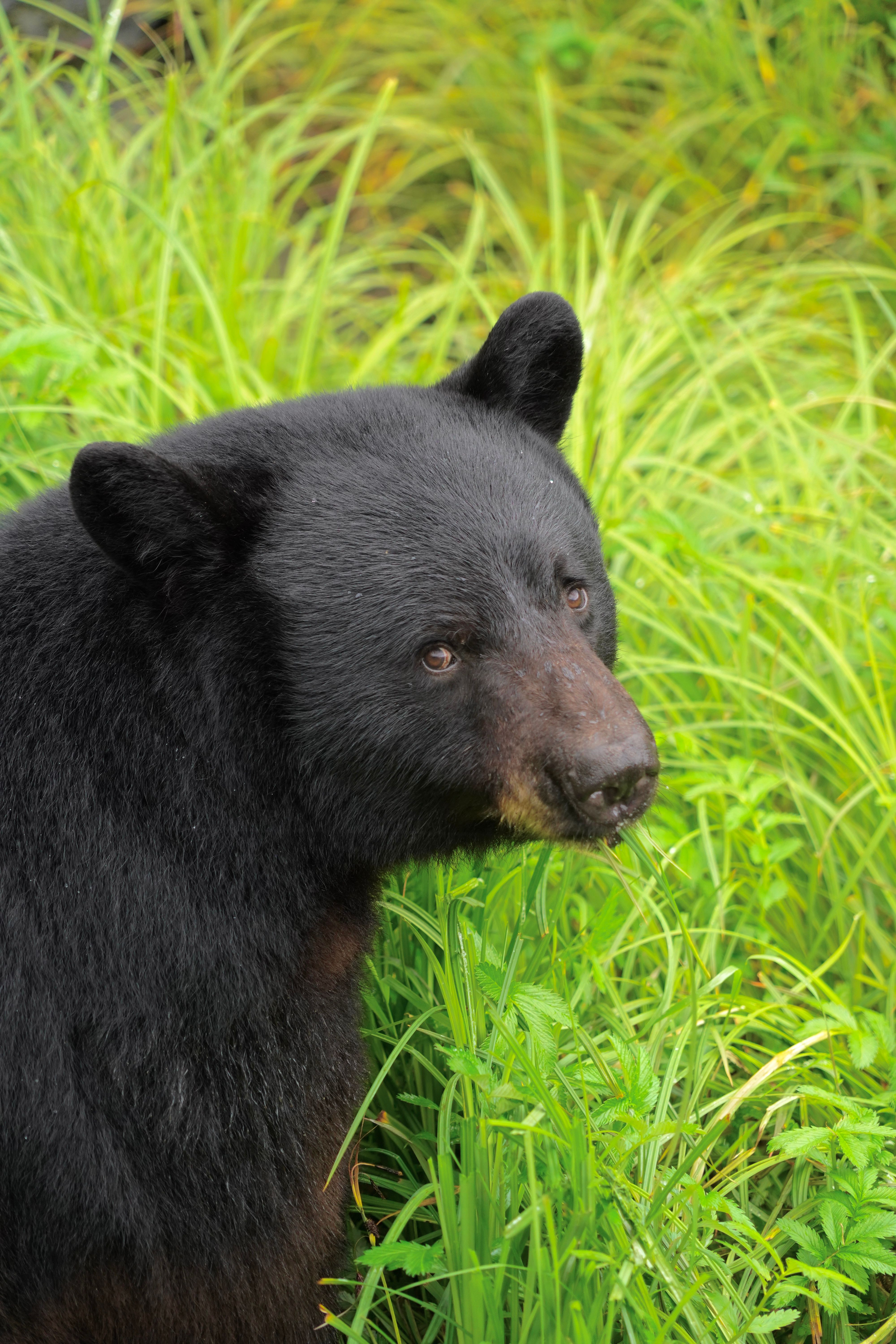 Black bear in the grass in Alaska, with Kawanti Adventures 