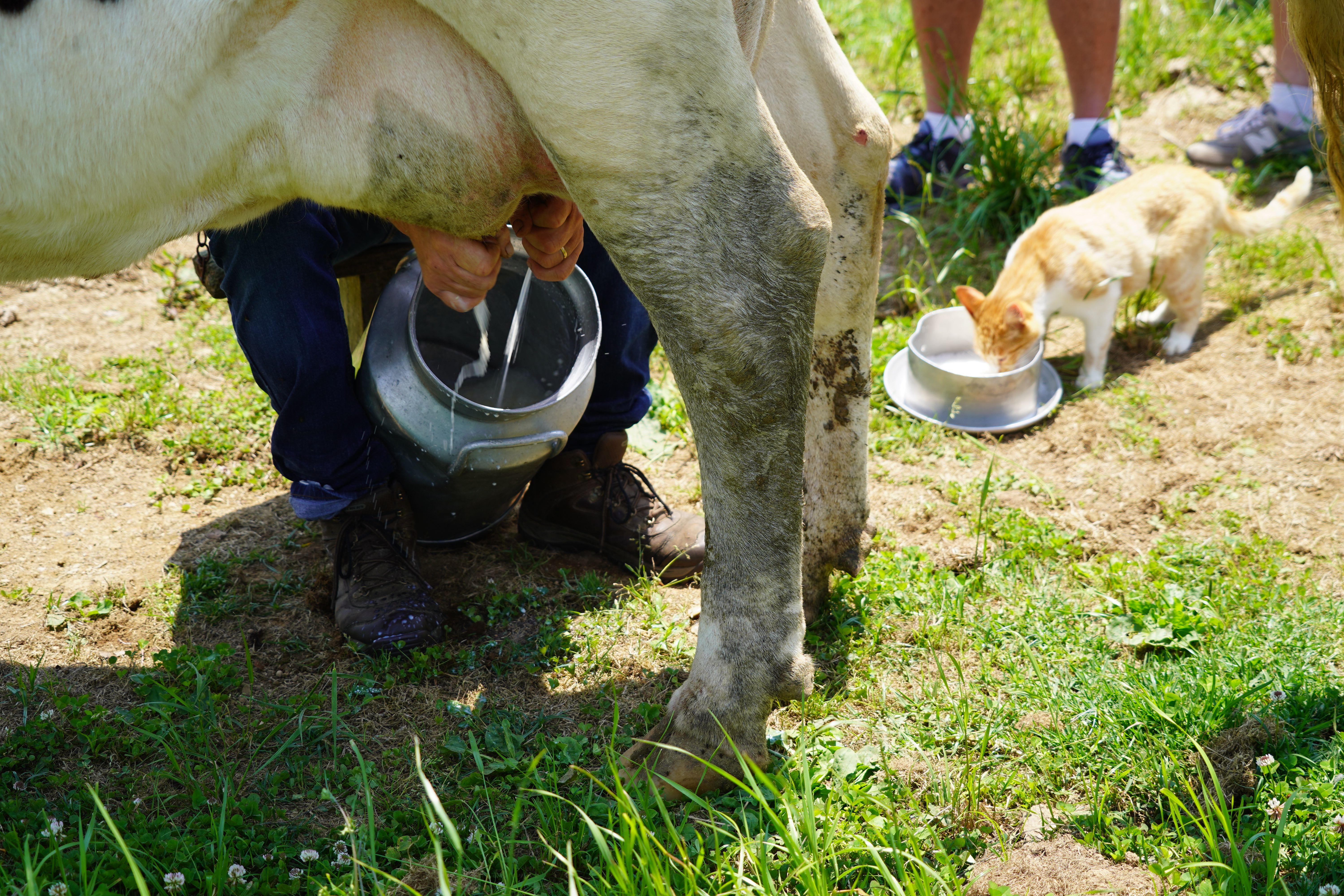 A farmer milks a cow with a cat in the background drinking fresh cow's milk from a bowl