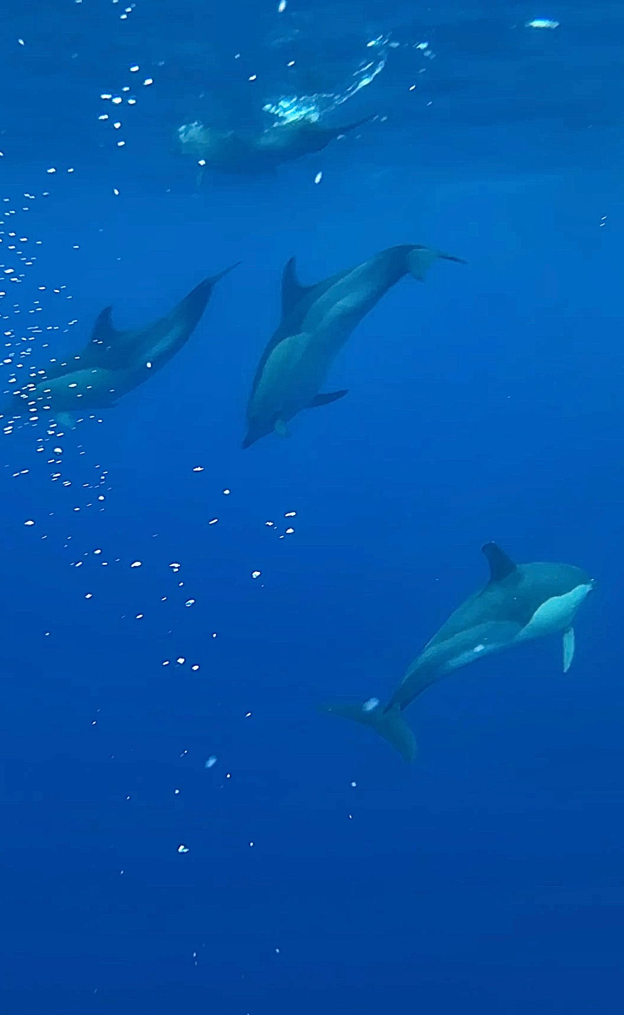 Underwater view of swimming with wild dolphins