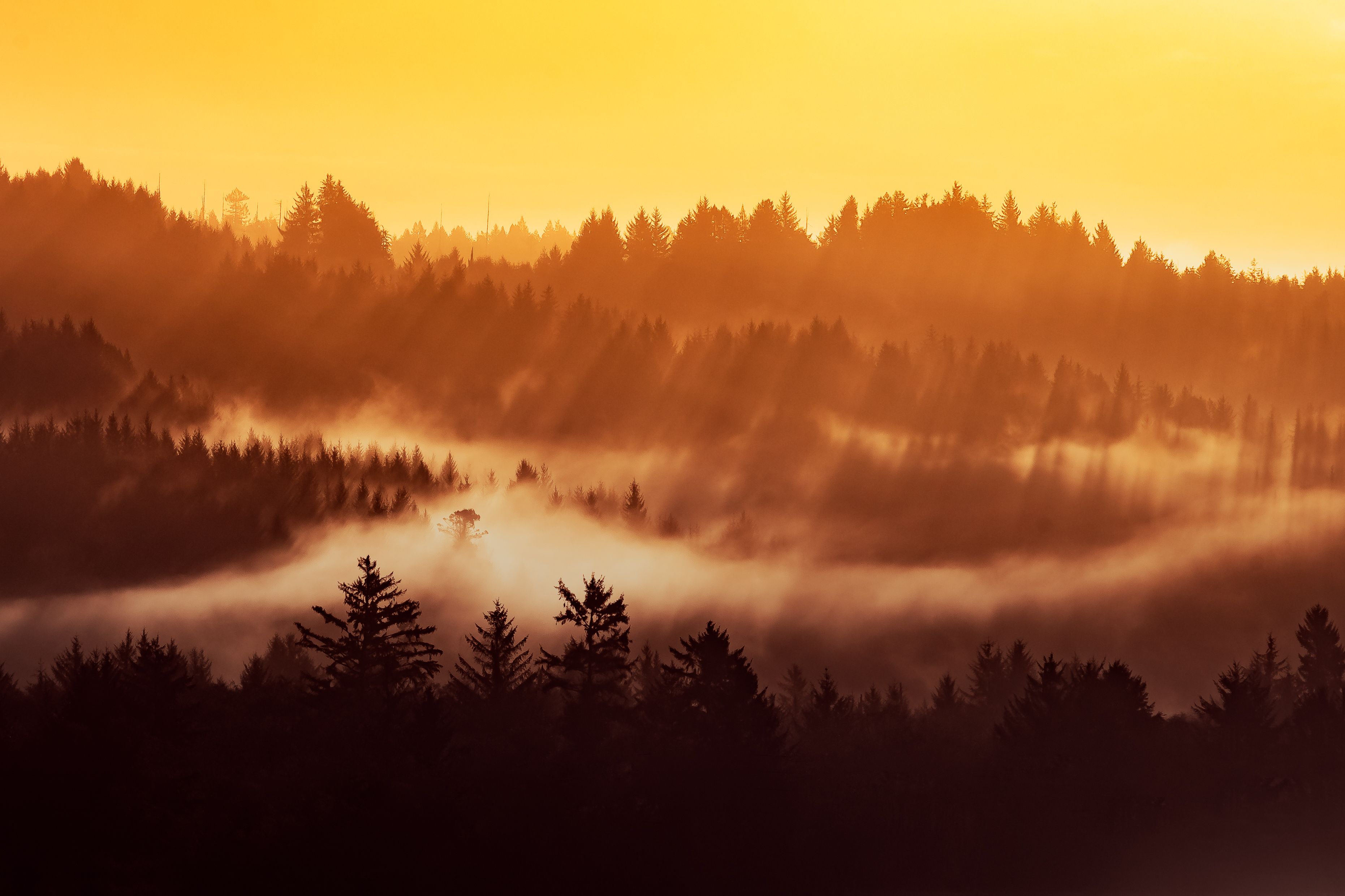 Humboldt County's redwoods, Northern California
