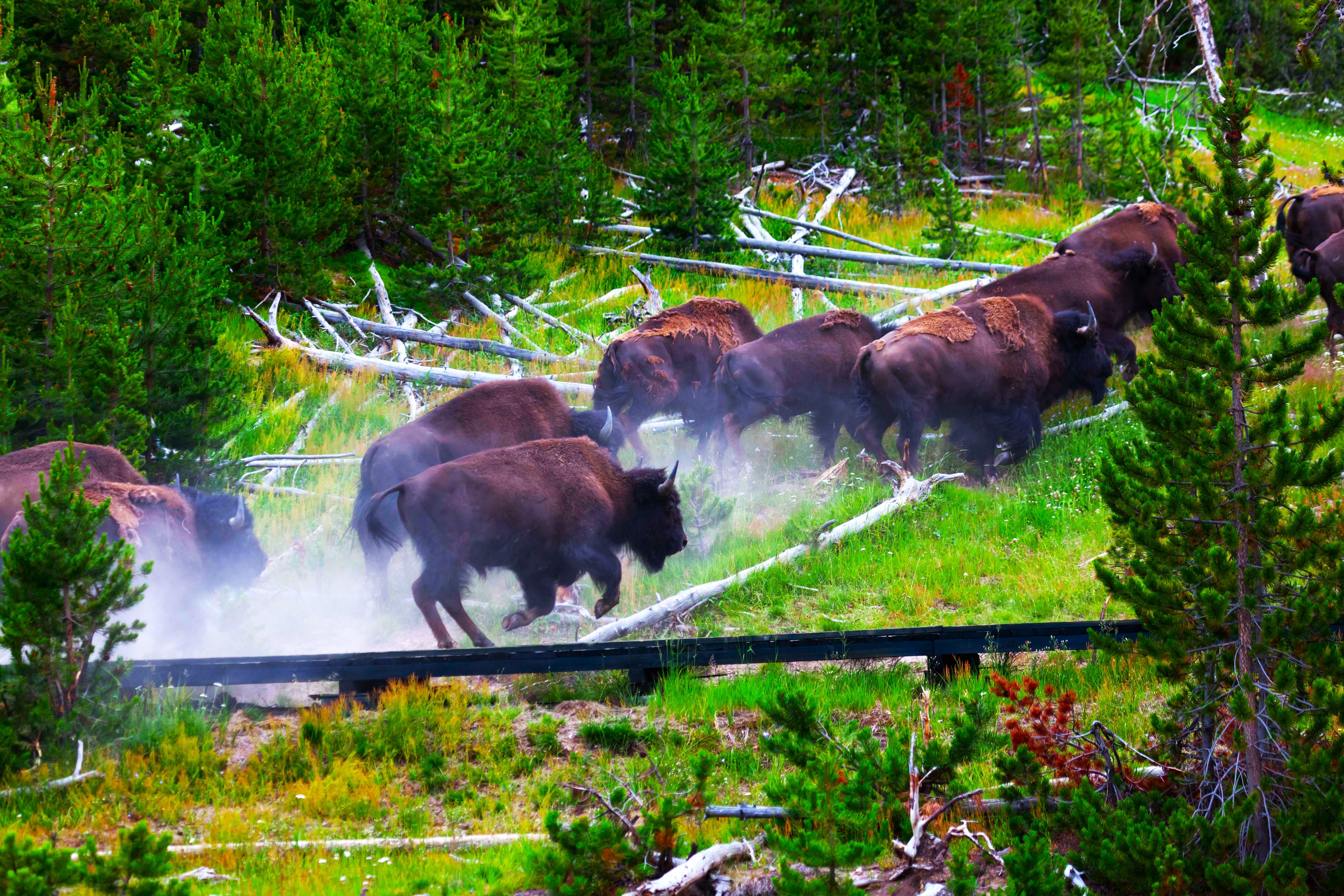 Yellowstone's Fleeing Animals Spark Imminent Volcanic Eruption Concerns, But Experts Say What’s Really Going On