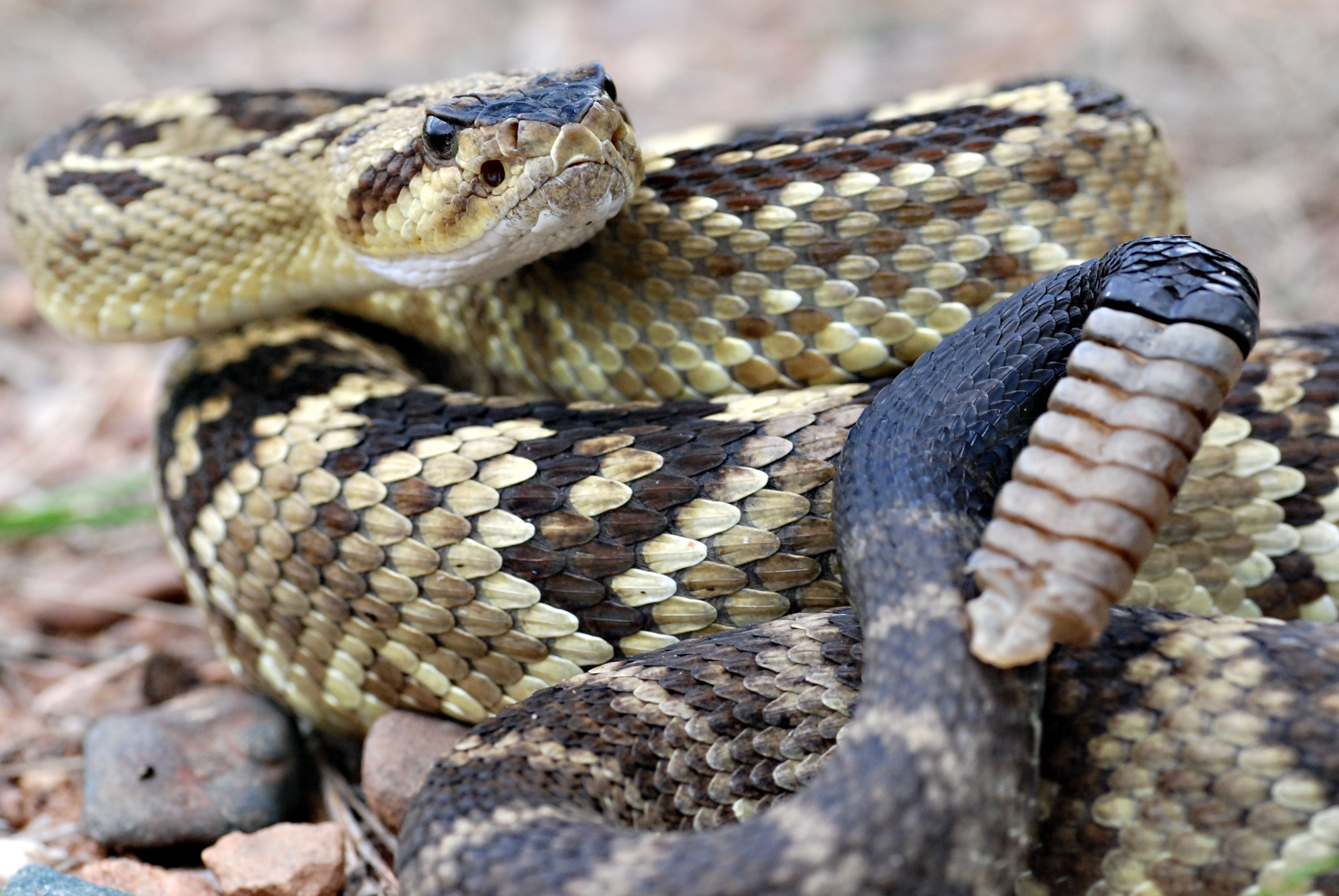 Arizona blacktail rattlesnake