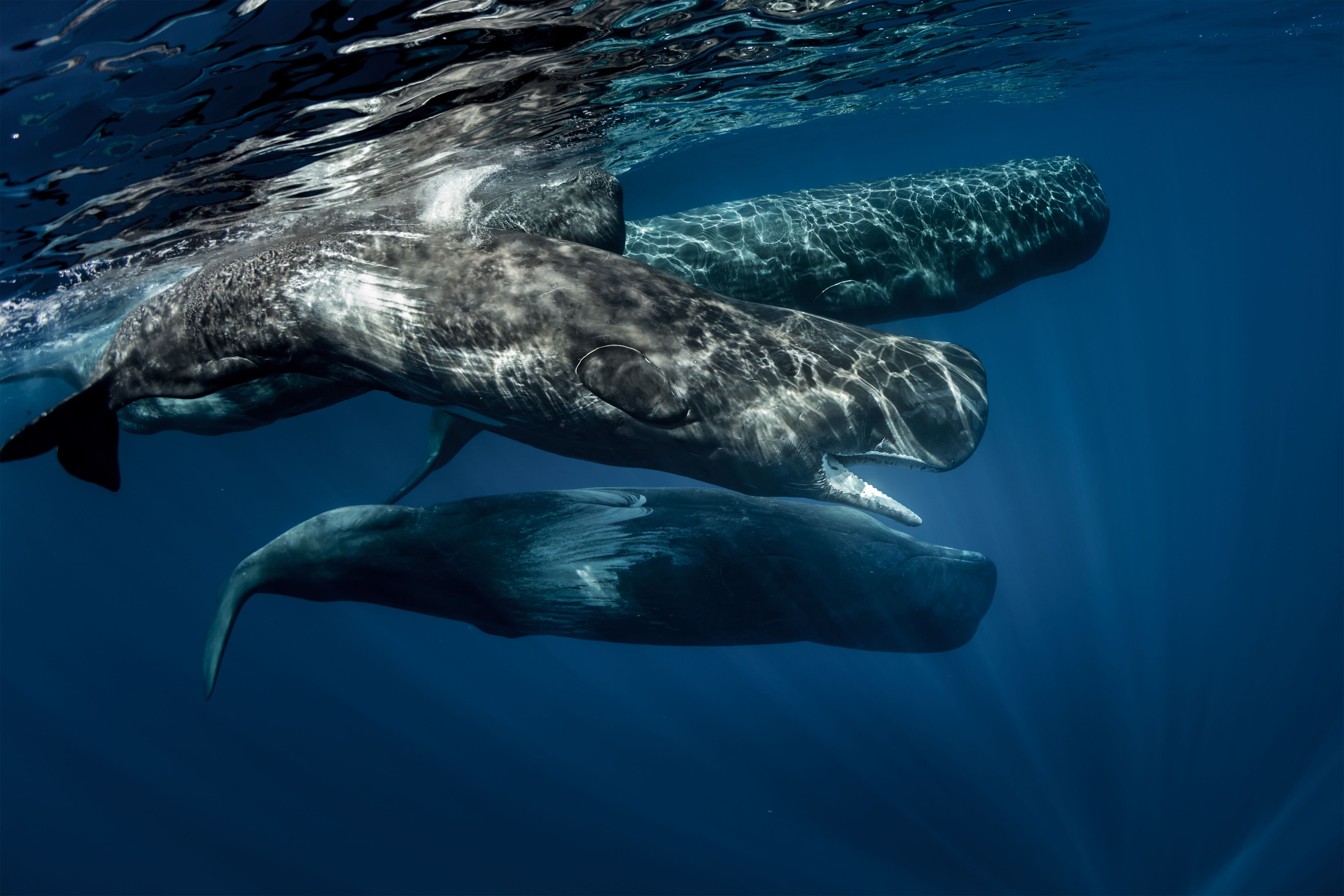 An underwater view of a few sperm whales swimming in the Azores