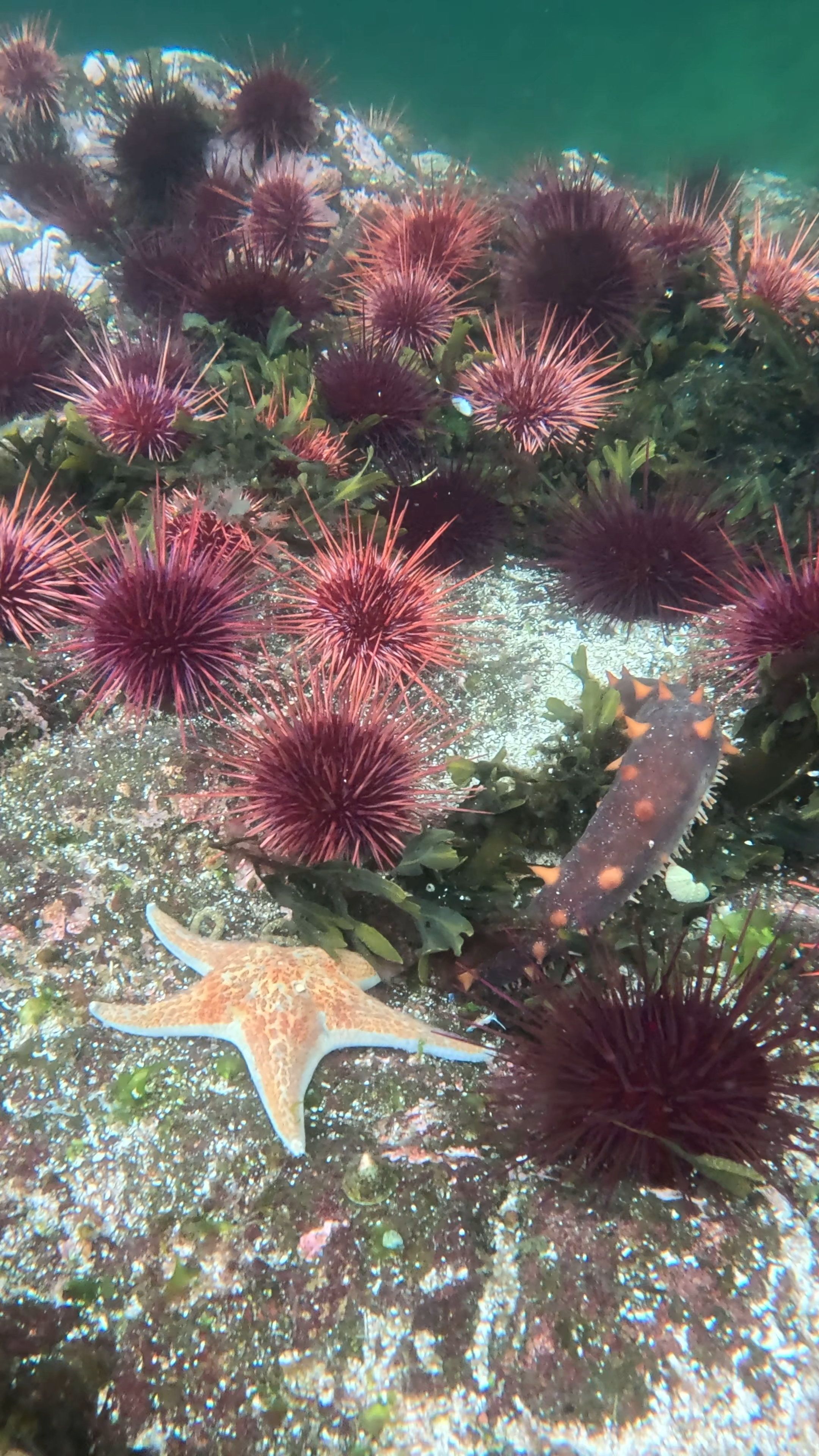 Underwater view of sea life in Ketchikan, Alaska