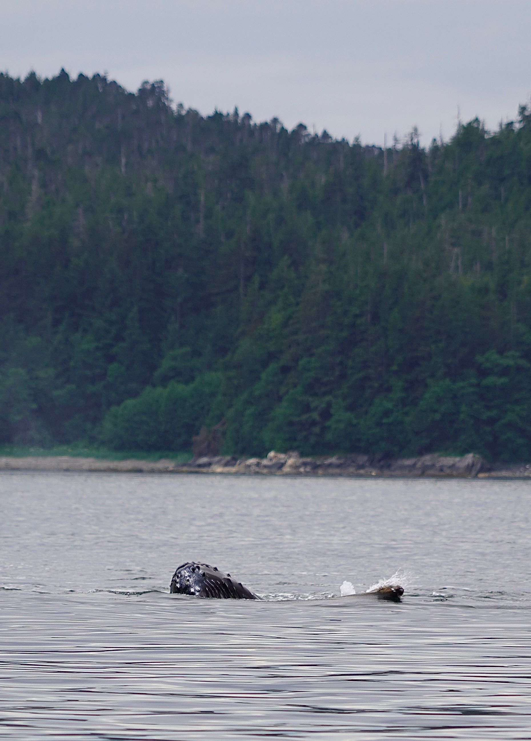 A whale calf and sea lion poking their heads above the surface