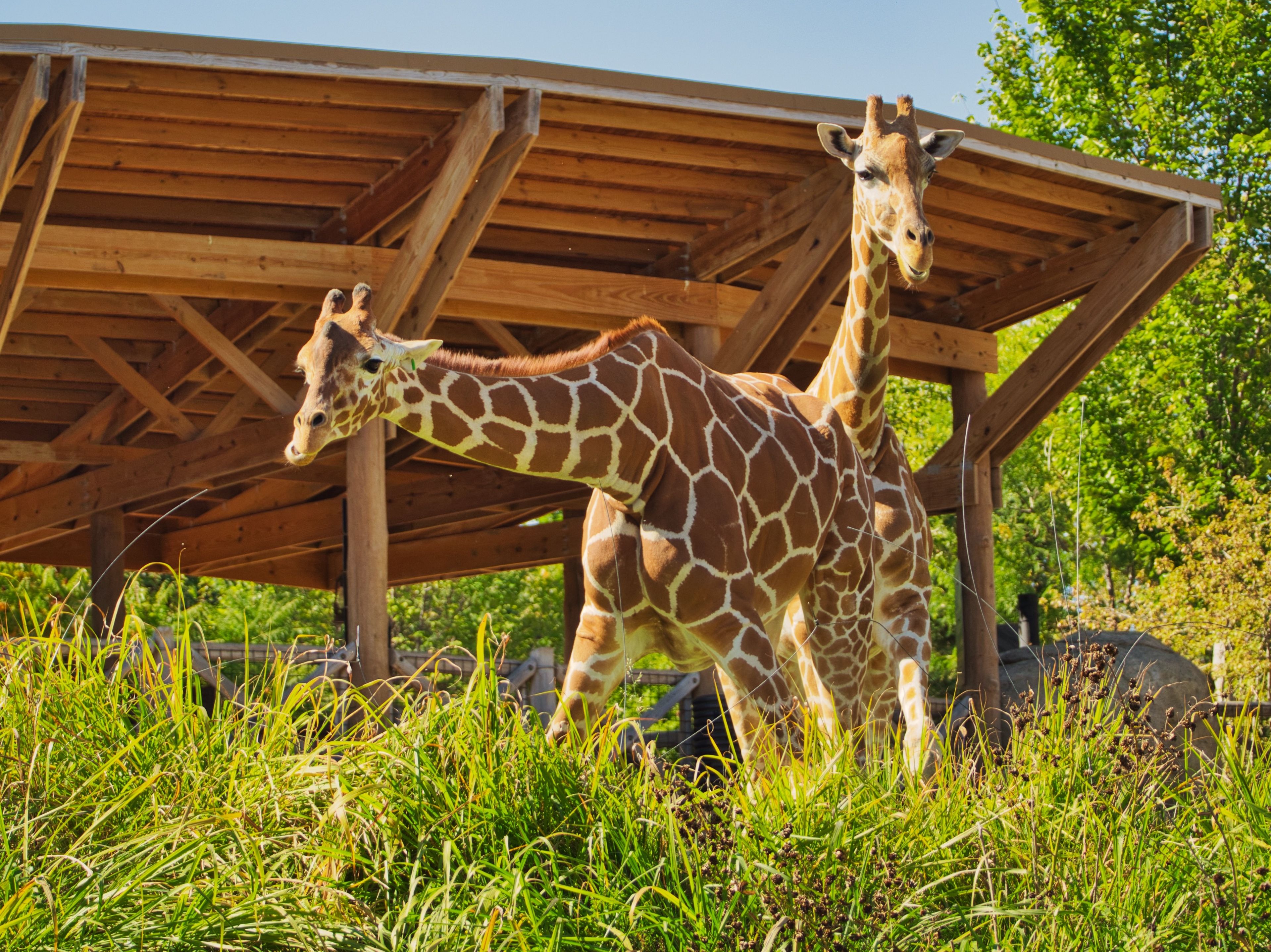 A couple of giraffes in Henry Doorly Zoo