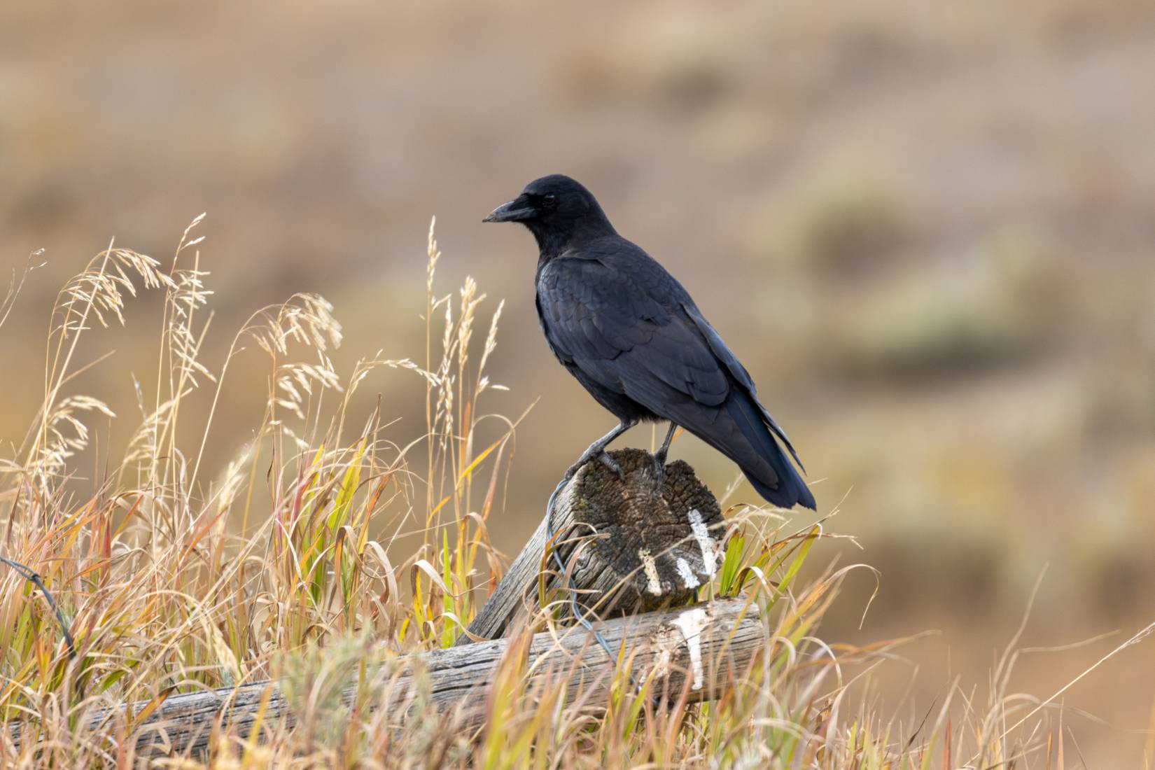 A perched raven