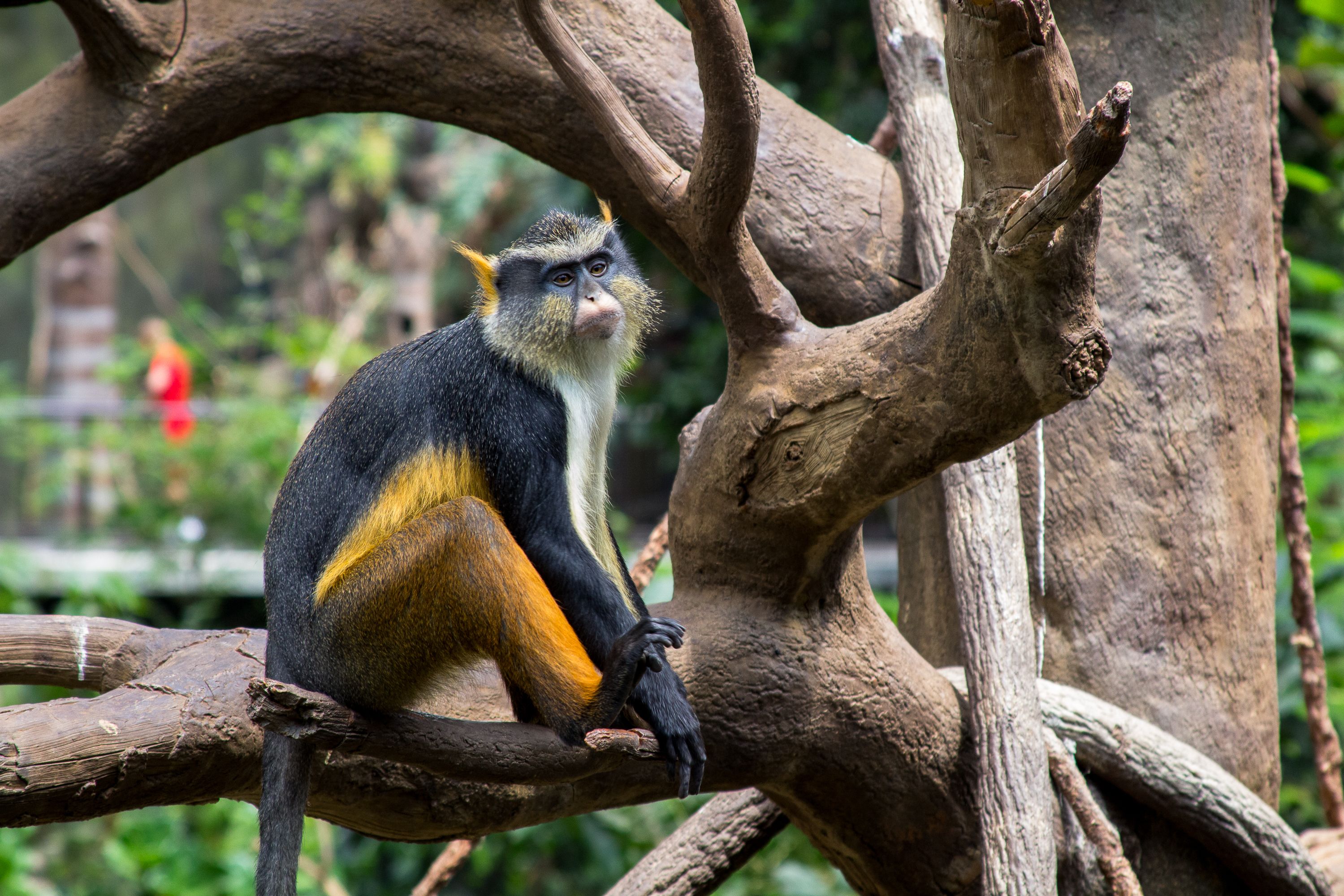 Mona monkey inside the Henry Doorly Zoo