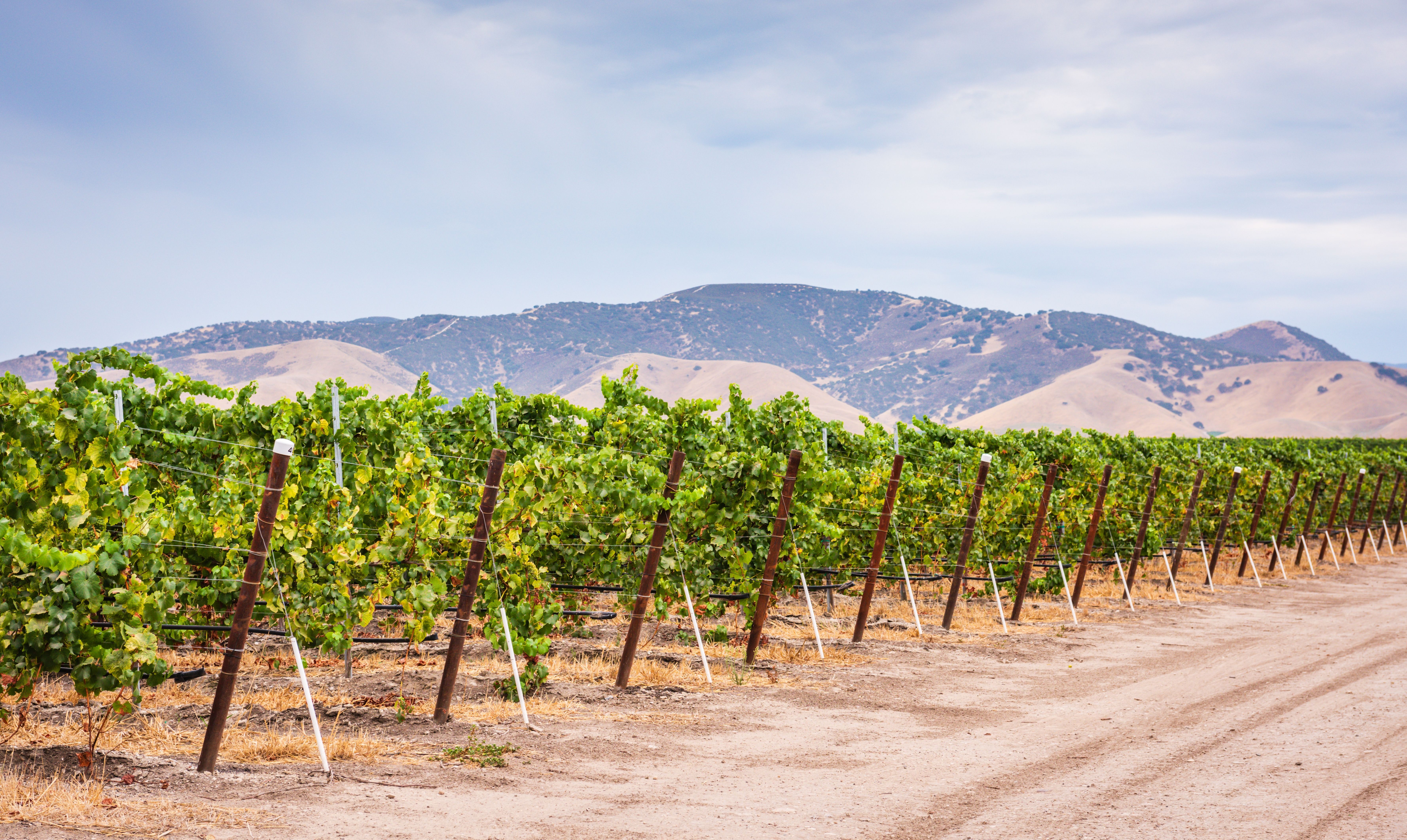 Vineyard in Central California with mountains in the background