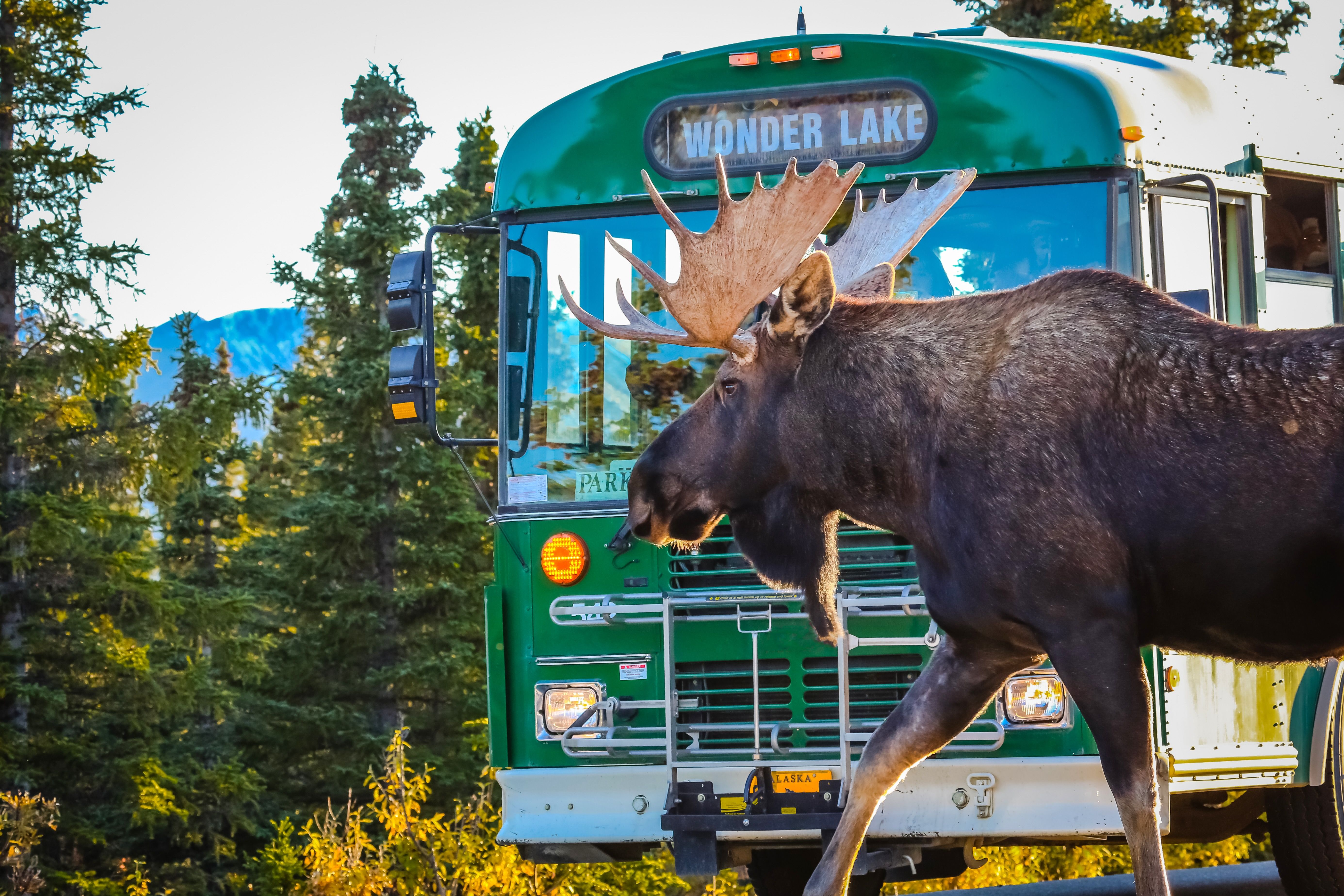 Tragic Moose Collision Near Alaska National Park Is A “Sobering Reminder” Of Wildlife Hazards
