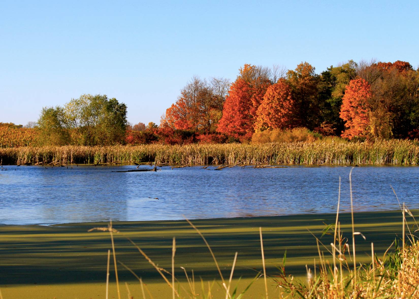 Fall scenery in Indiana Dunes National Park